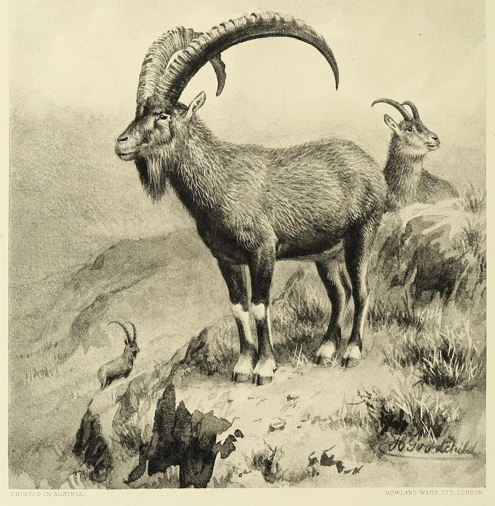 An illustration from A sporting trip through Abyssinia : a narrative of a nine months' journey from the plains of the Hawash to the snows of Simien, with a description of the game, from elephant to ibex, and notes on the manners and customs of the natives, 1902, leaf 8