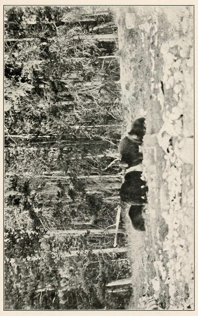 An illustration from Sports & pastimes, 1916, leaf 199