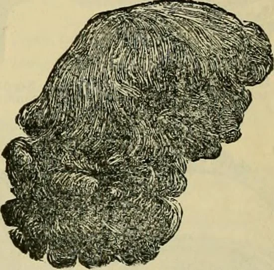 An illustration from Spring & summer fashion catalogue., 1898, leaf 119