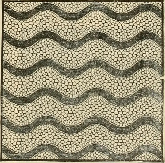 An illustration from Spring & summer fashion catalogue., 1898, leaf 60