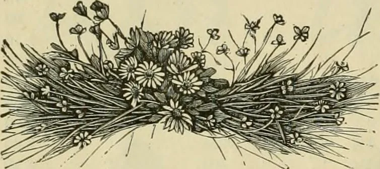An illustration from Spring & summer fashion catalogue., 1898, leaf 71
