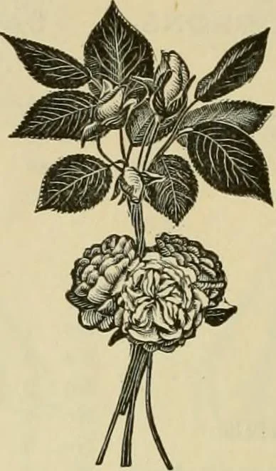 An illustration from Spring & summer fashion catalogue., 1898, leaf 71