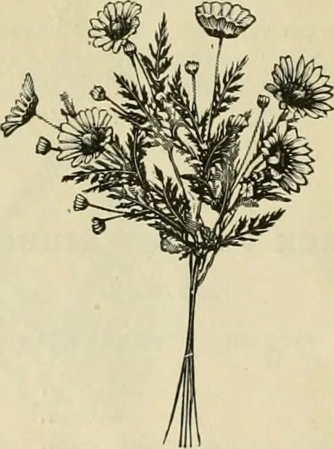 An illustration from Spring & summer fashion catalogue., 1898, leaf 71