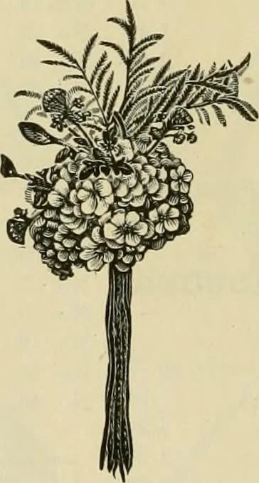 An illustration from Spring & summer fashion catalogue., 1898, leaf 71