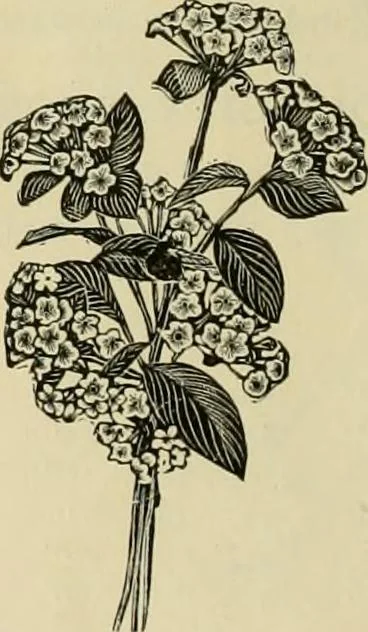 An illustration from Spring & summer fashion catalogue., 1898, leaf 71