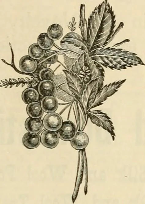 An illustration from Spring & summer fashion catalogue., 1898, leaf 72