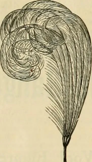 An illustration from Spring & summer fashion catalogue., 1898, leaf 72