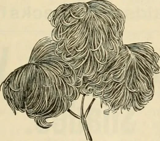 An illustration from Spring & summer fashion catalogue., 1898, leaf 72