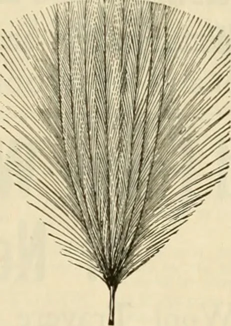 An illustration from Spring & summer fashion catalogue., 1898, leaf 72
