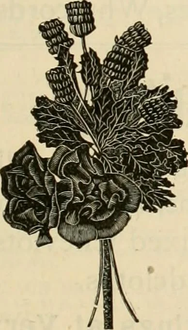 An illustration from Spring & summer fashion catalogue., 1898, leaf 72