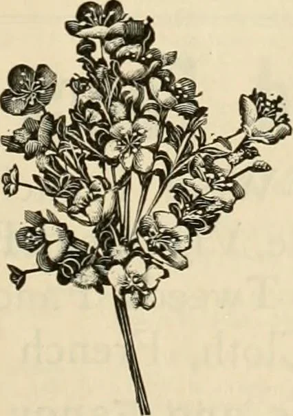 An illustration from Spring & summer fashion catalogue., 1898, leaf 72