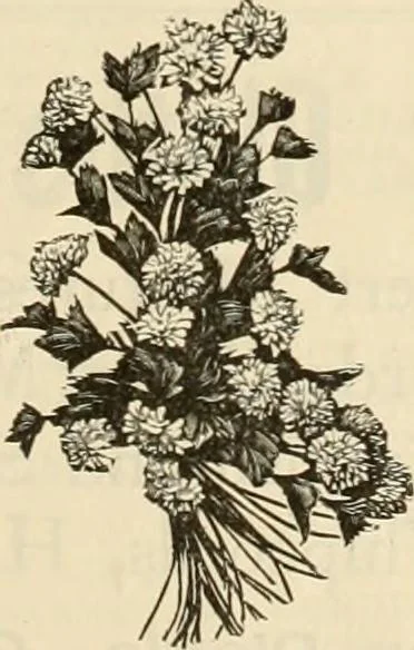 An illustration from Spring & summer fashion catalogue., 1898, leaf 72