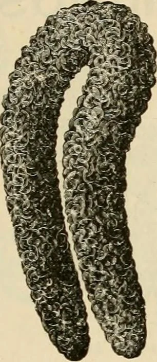 An illustration from Spring & summer fashion catalogue., 1898, leaf 78