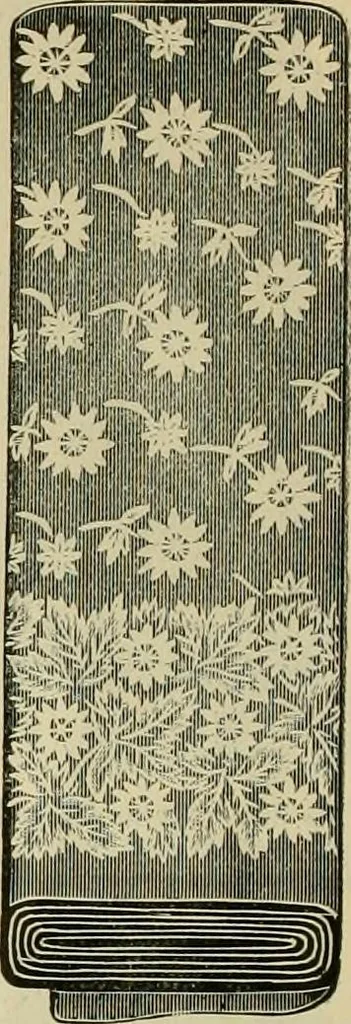 An illustration from Spring & summer fashion catalogue., 1898, leaf 97