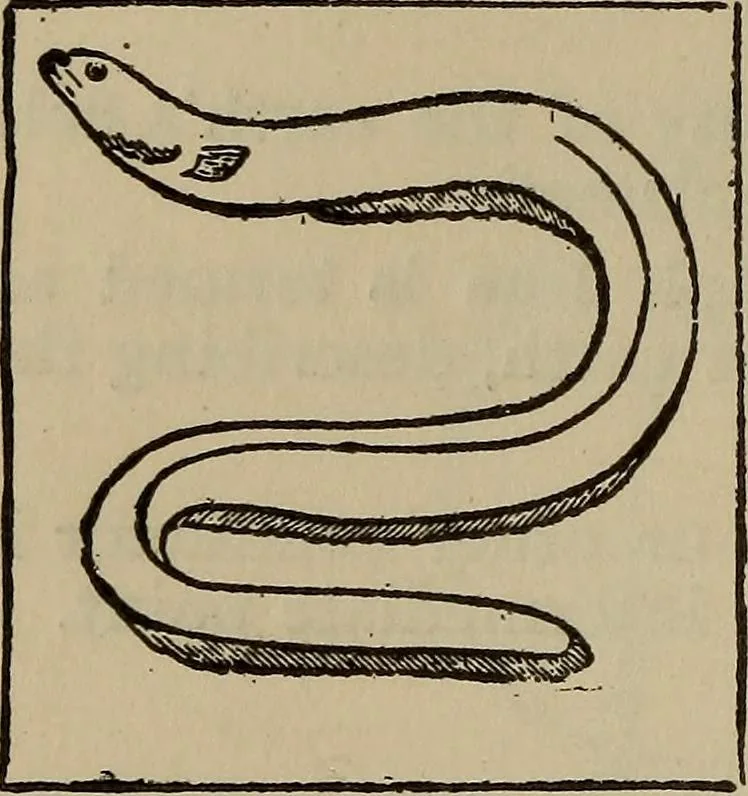 An illustration from The standard electrical dictionary; a popular dictionary of words, terms, and phrases, used in the practice of electrical engineering, 1897, leaf 209