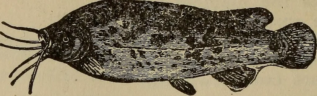An illustration from The standard electrical dictionary; a popular dictionary of words, terms, and phrases, used in the practice of electrical engineering, 1897, leaf 373
