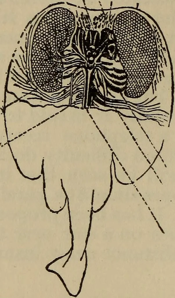 An illustration from The standard electrical dictionary; a popular dictionary of words, terms, and phrases, used in the practice of electrical engineering, 1897, leaf 455
