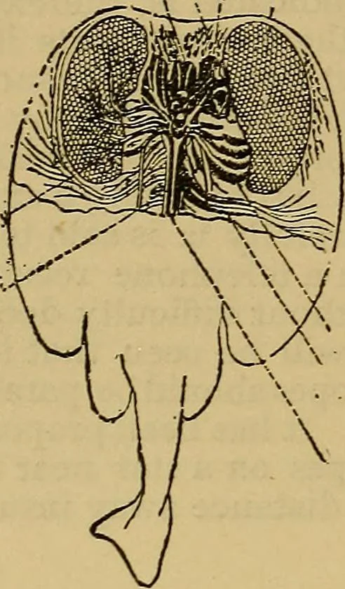 An illustration from The standard electrical dictionary : a popular encyclopaedia of words and terms used in the practice of electrical engineering, 1898, leaf 455