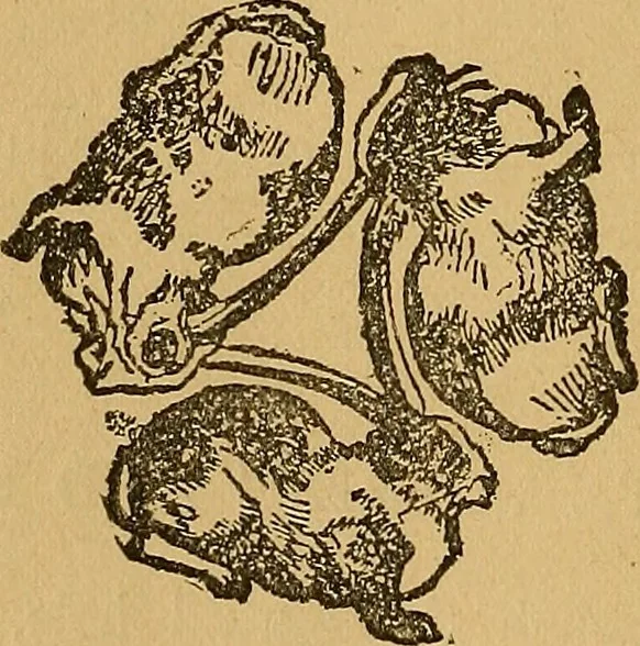 An illustration from The Star games, tricks and puzzles, 1893, leaf 37