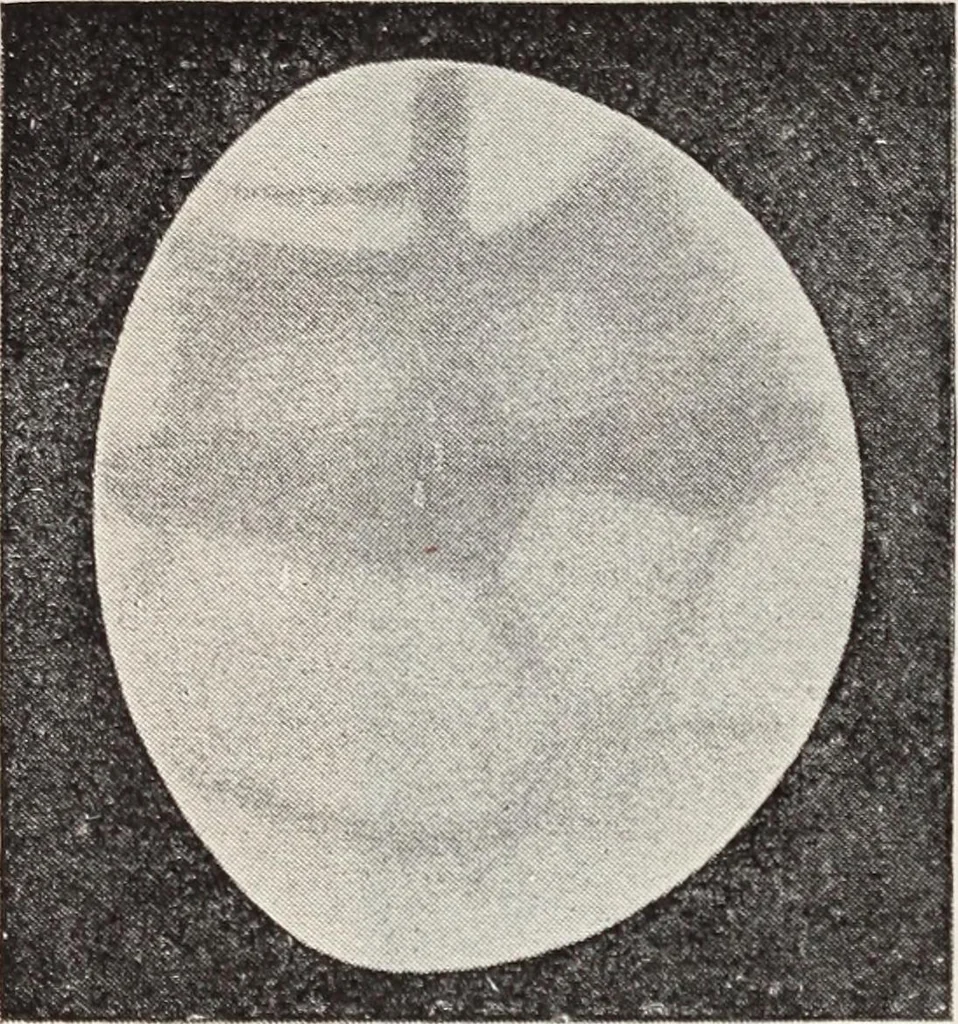 An illustration from Star-land; being talks with young people about the wonders of the heavens, 1899, leaf 203