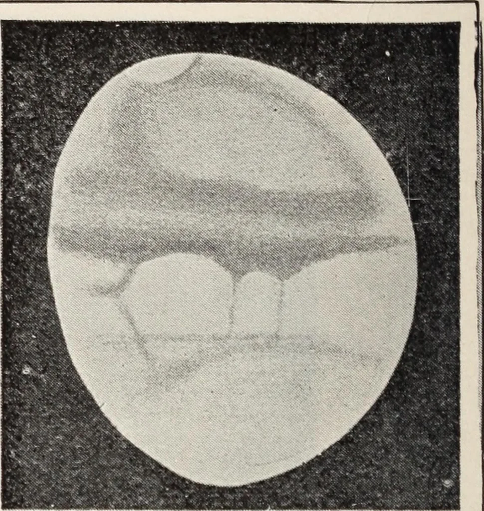 An illustration from Star-land; being talks with young people about the wonders of the heavens, 1899, leaf 203
