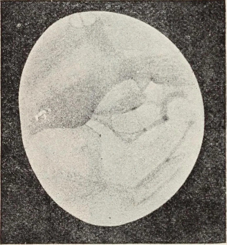 An illustration from Star-land; being talks with young people about the wonders of the heavens, 1899, leaf 203