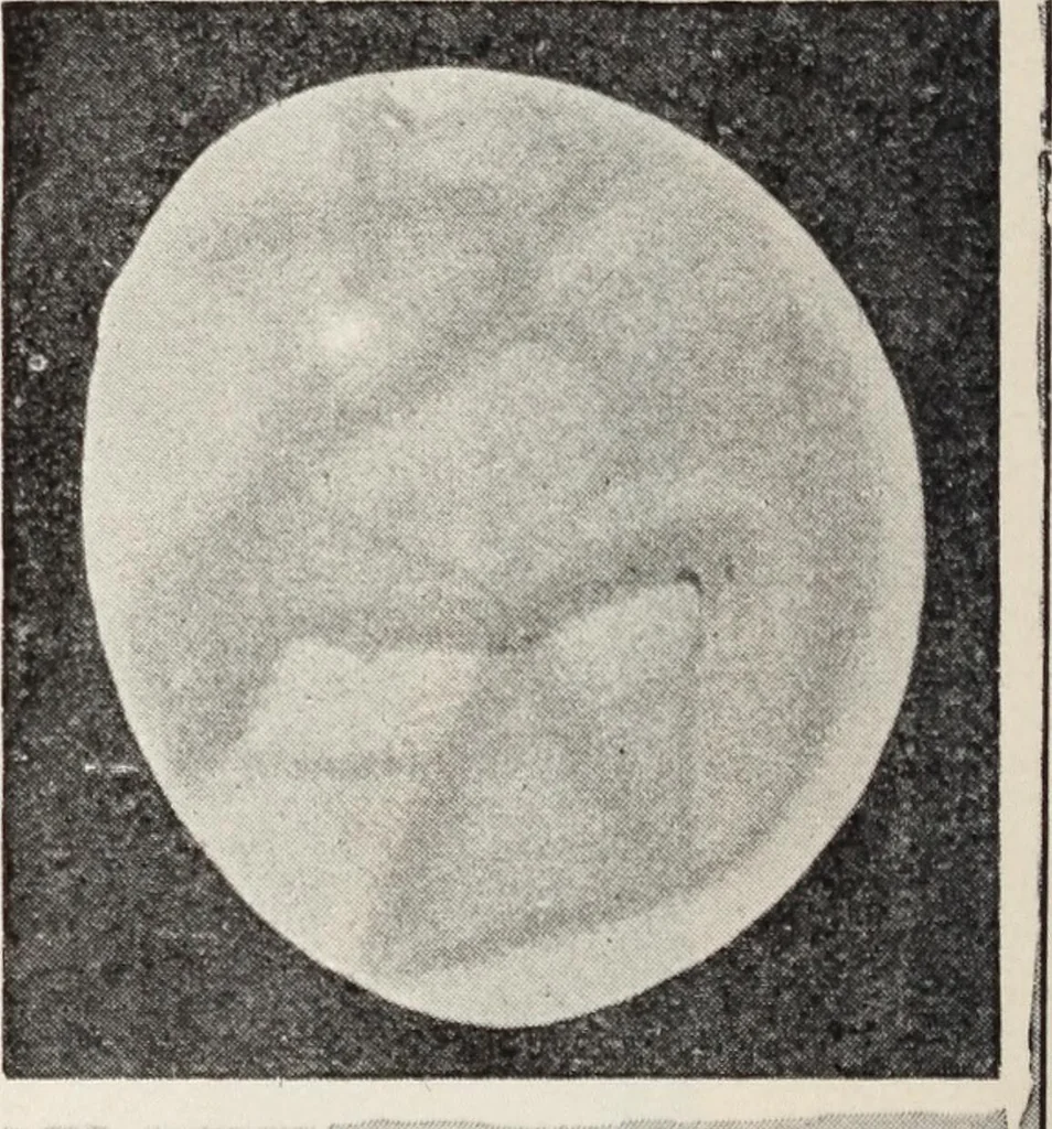 An illustration from Star-land; being talks with young people about the wonders of the heavens, 1899, leaf 203
