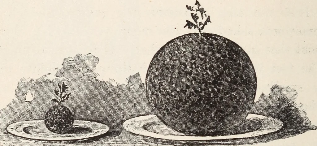 An illustration from Star-land; being talks with young people about the wonders of the heavens, 1899, leaf 93