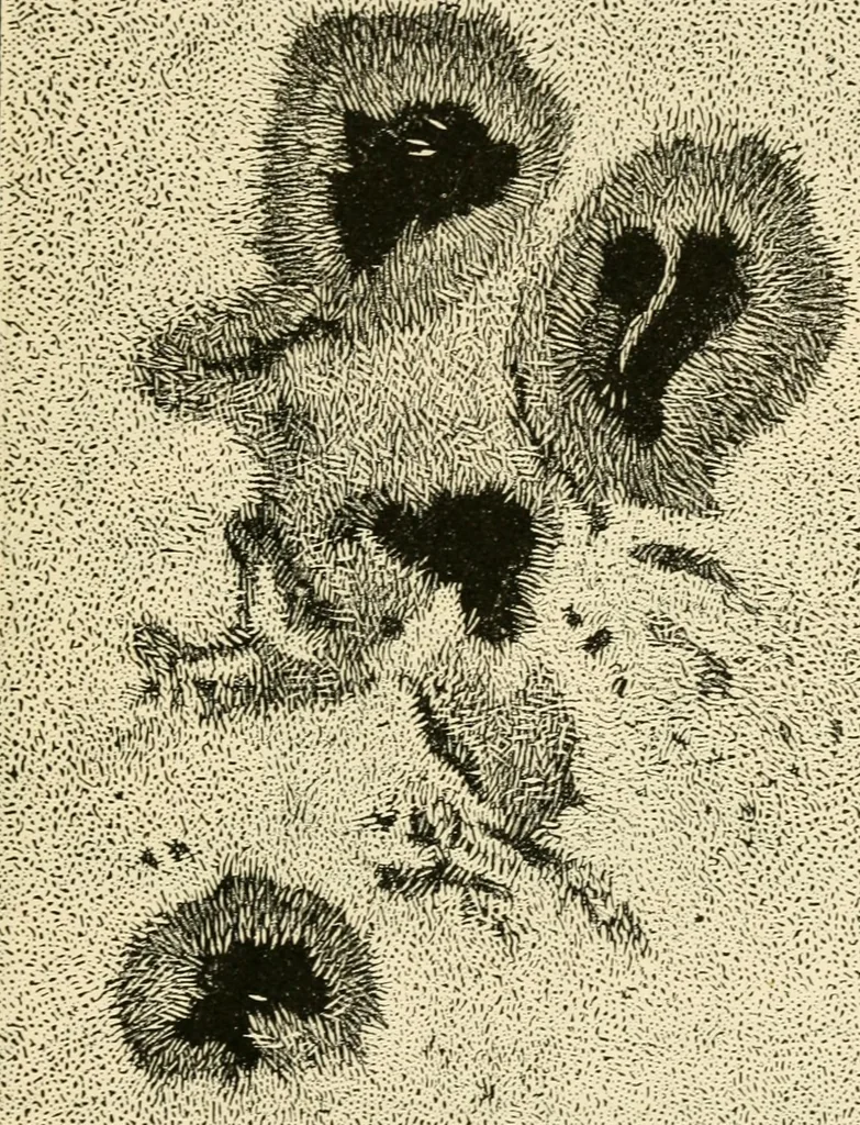An illustration from Star-land : being talks with young people about the wonders of the heavens, 1891, leaf 50