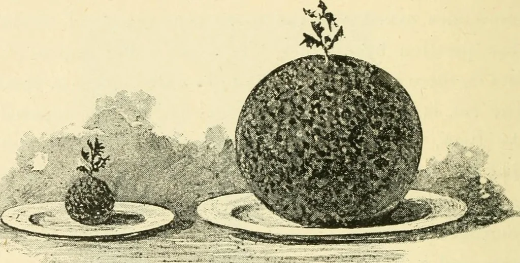 An illustration from Star-land : being talks with young people about the wonders of the heavens, 1891, leaf 91