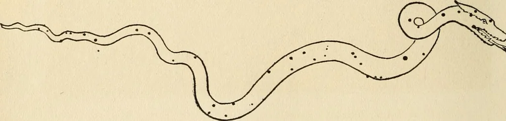 An illustration from Star lore of all ages; a collection of myths, legends, and facts concerning the constellations of the Northern Hemisphere, 1911, leaf 313