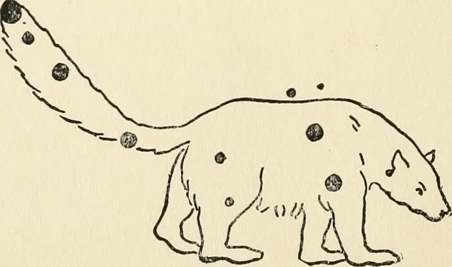 An illustration from Star lore of all ages; a collection of myths, legends, and facts concerning the constellations of the Northern Hemisphere, 1911, leaf 495