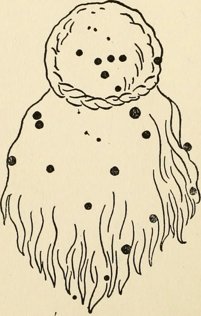 An illustration from Star lore of all ages; a collection of myths, legends, and facts concerning the constellations of the Northern Hemisphere, 1911, leaf 585