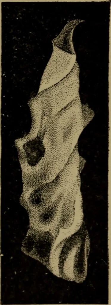 An illustration from Stars and telescopes; a hand-book of popular astronomy, founded on the 9th ed. of Lynn's Celestial motions, 1899, leaf 100