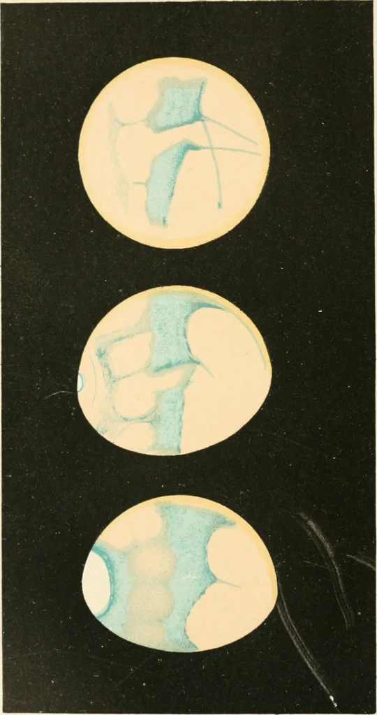 An illustration from Stars and telescopes; a hand-book of popular astronomy founded on the 9th ed. of Lynn's Celestial motions, 1901, leaf 5