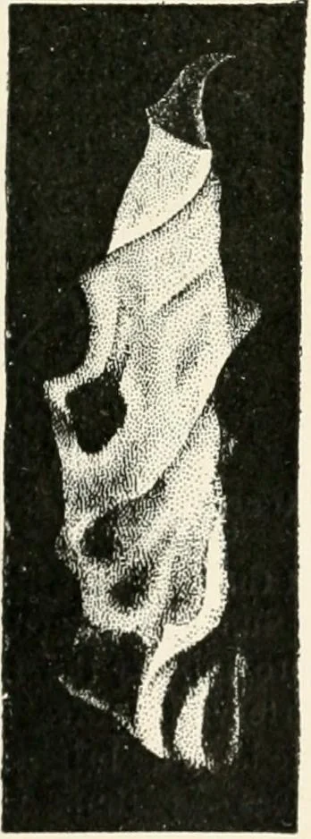 An illustration from Stars and telescopes; a hand-book of popular astronomy founded on the 9th ed. of Lynn's Celestial motions, 1901, leaf 94