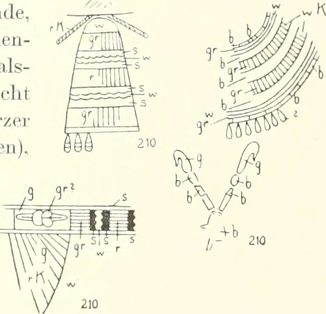 An illustration from Statuen und Statuetten von Königen und Privatleuten im Museum von Kairo, Nr. 1-1294, 1911, leaf 148