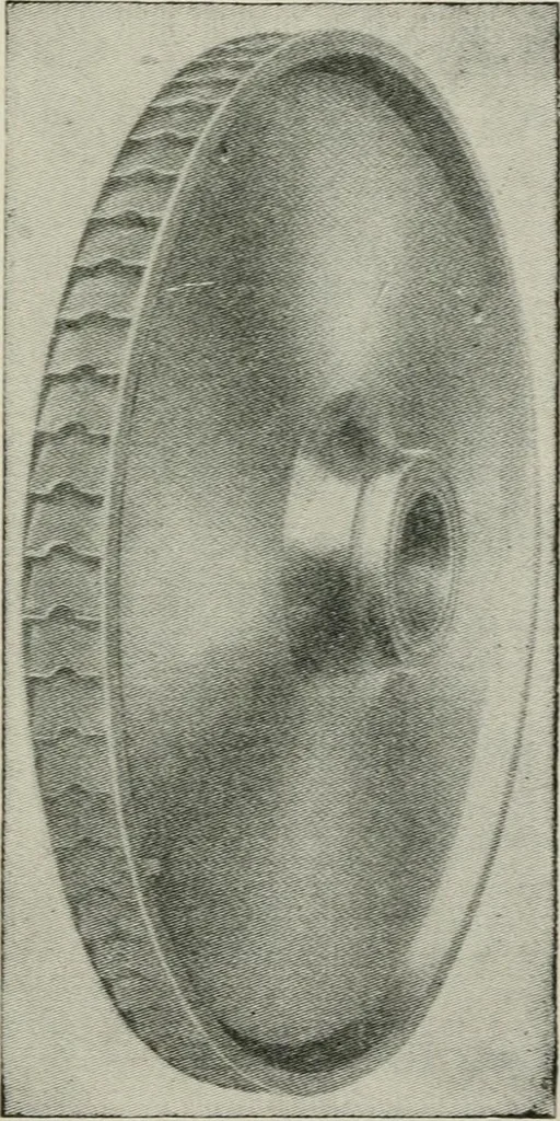 An illustration from Steam turbine engines : their construction, care and operation, 1910, leaf 124