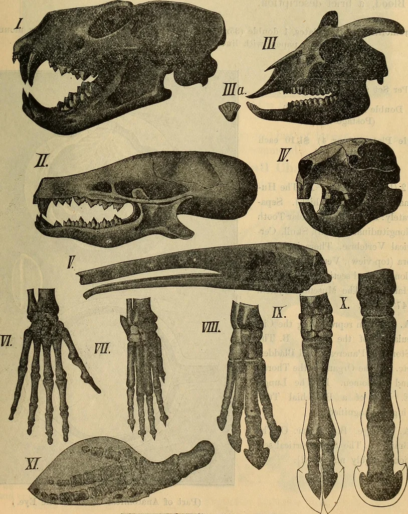An illustration from Steiger's kindergarten catalogue, 1900, leaf 100