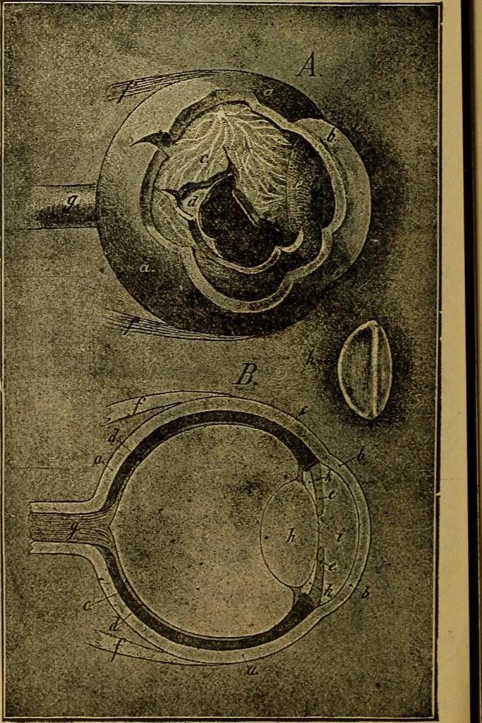 An illustration from Steiger's kindergarten catalogue, 1900, leaf 101