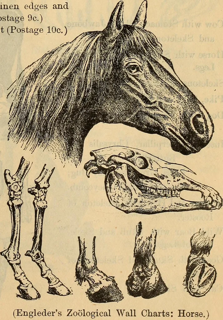 An illustration from Steiger's kindergarten catalogue, 1900, leaf 102