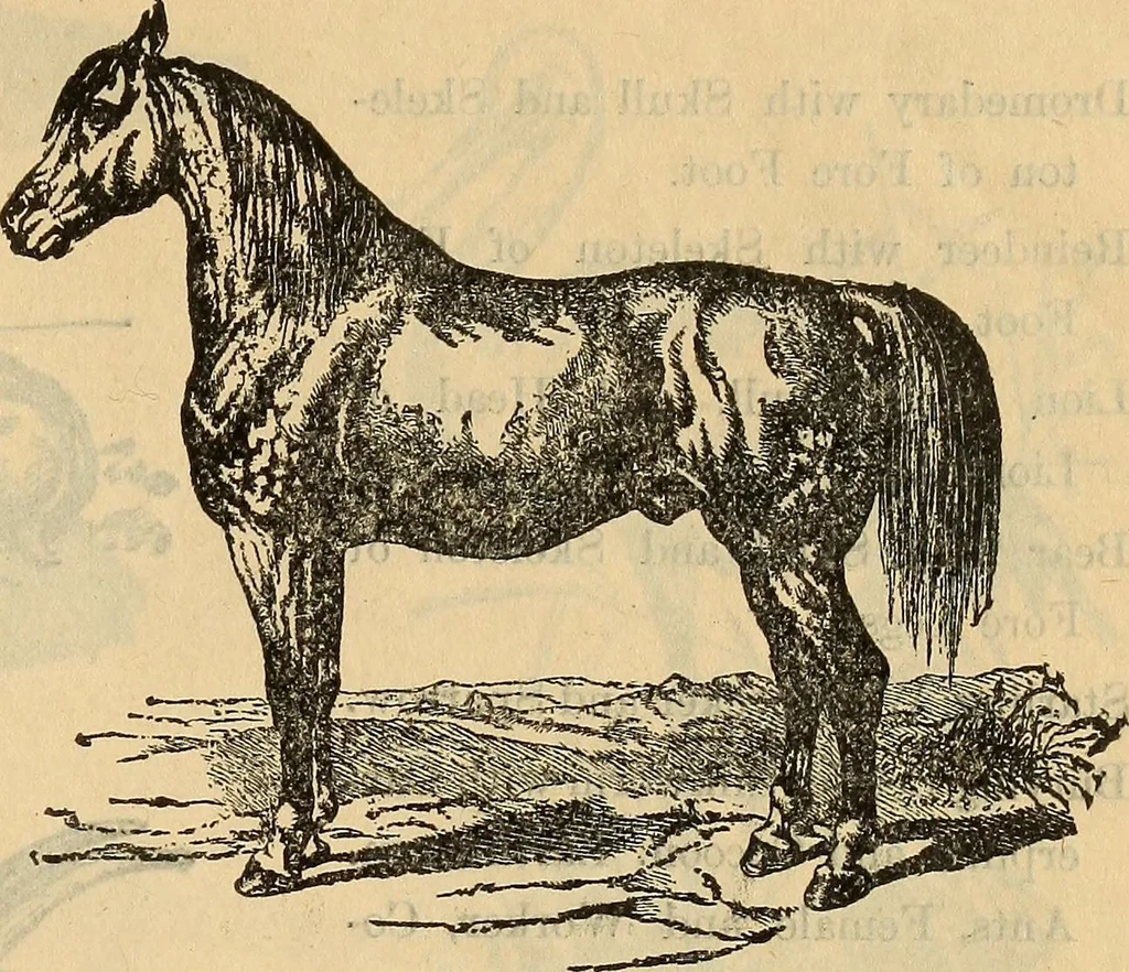 An illustration from Steiger's kindergarten catalogue, 1900, leaf 104