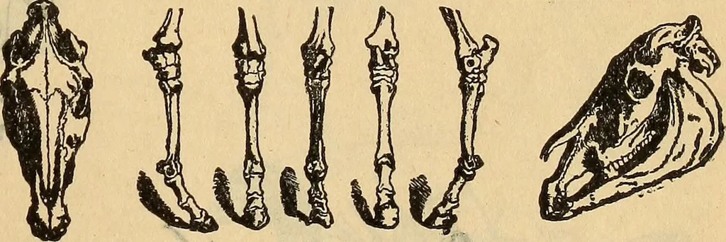 An illustration from Steiger's kindergarten catalogue, 1900, leaf 104