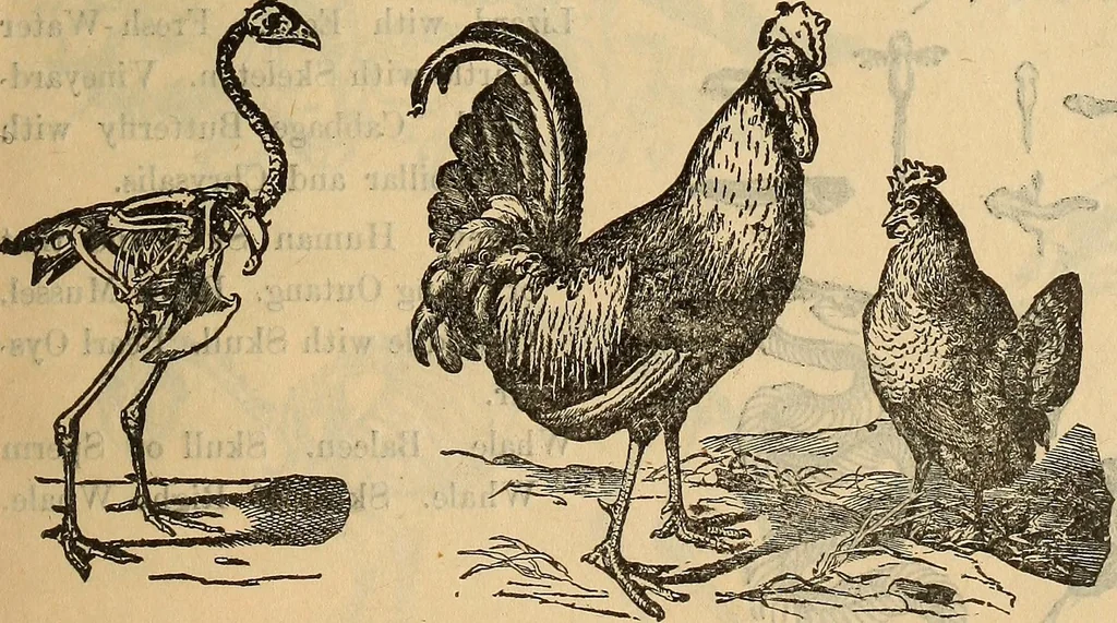 An illustration from Steiger's kindergarten catalogue, 1900, leaf 104