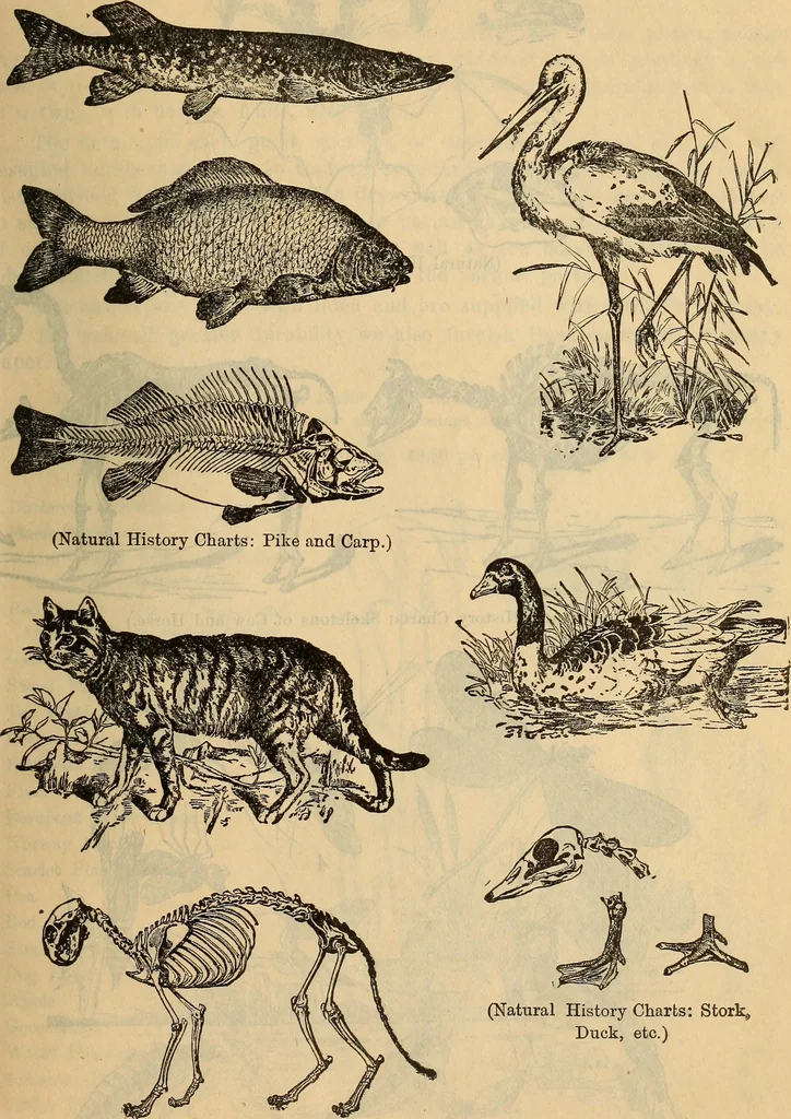 An illustration from Steiger's kindergarten catalogue, 1900, leaf 106