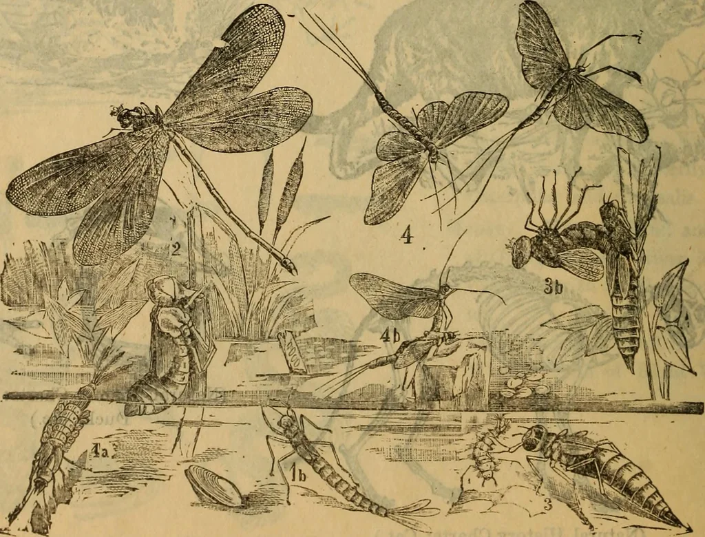 An illustration from Steiger's kindergarten catalogue, 1900, leaf 107