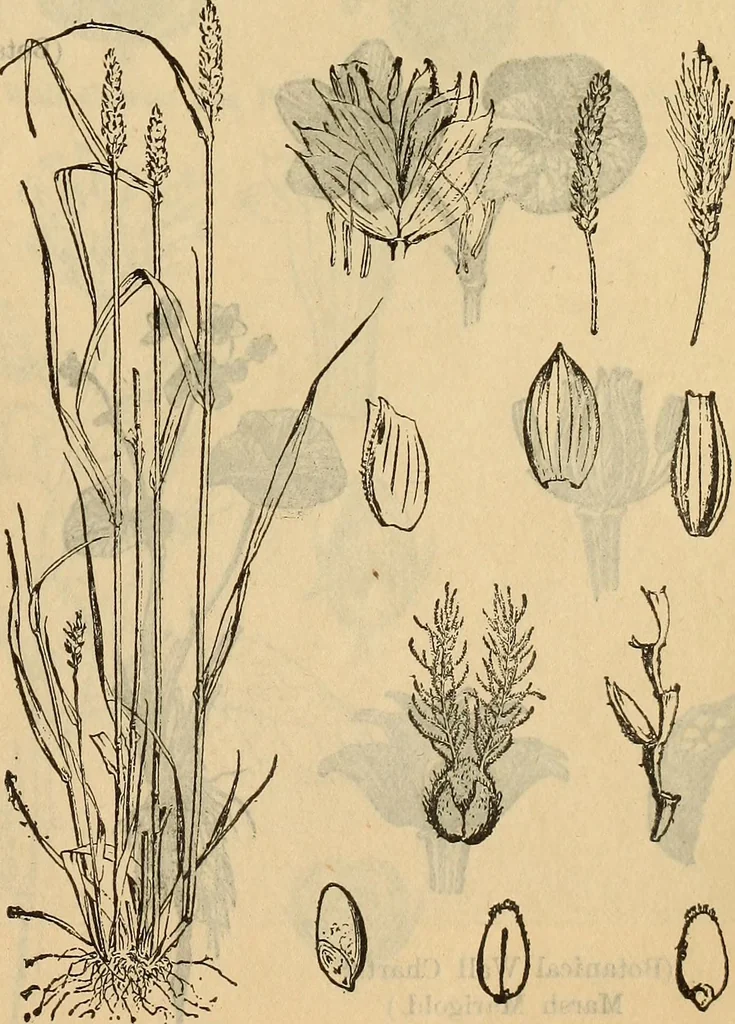 An illustration from Steiger's kindergarten catalogue, 1900, leaf 108
