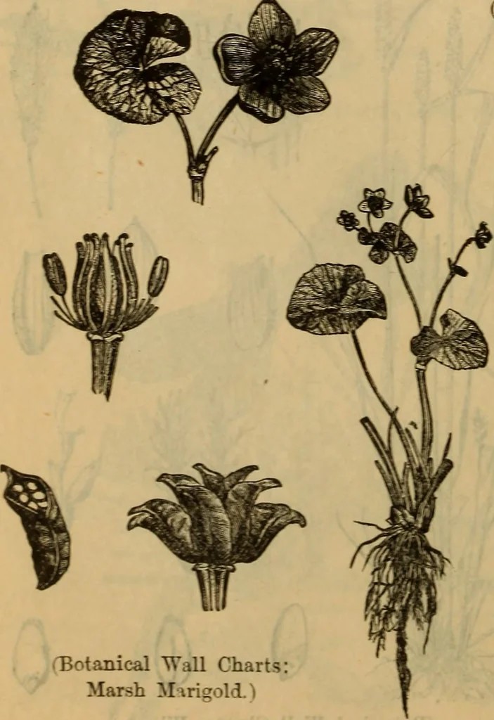 An illustration from Steiger's kindergarten catalogue, 1900, leaf 109