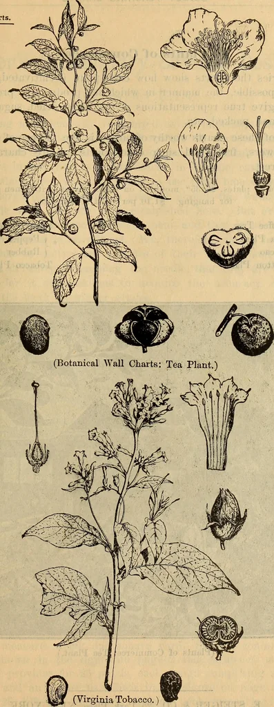 An illustration from Steiger's kindergarten catalogue, 1900, leaf 110