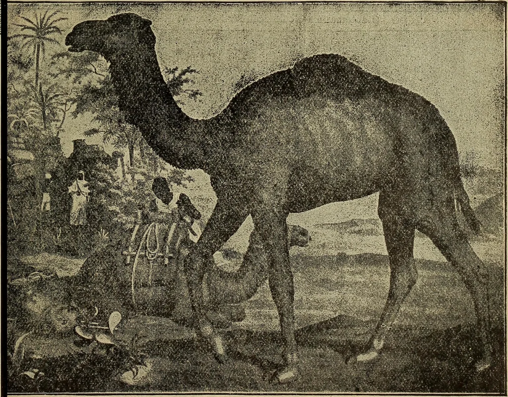 An illustration from Steiger's kindergarten catalogue, 1900, leaf 94